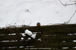 fotografie-3