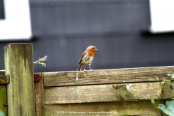 fotografie-1
