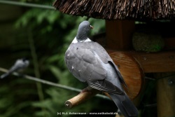 fotografie-5