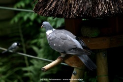 fotografie-6