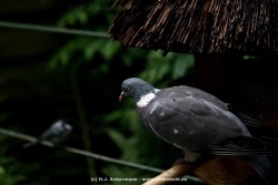 fotografie-7