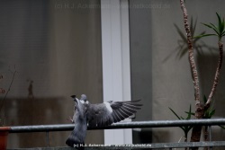 fotografie-8
