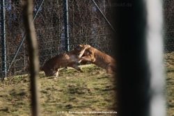fotografie-13