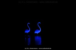 fotografie-5