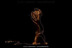 fotografie-26
