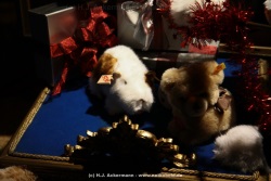 fotografie-44