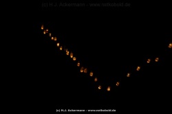 fotografie-5