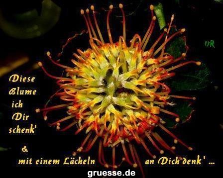 Grusskarten von gruesse.de