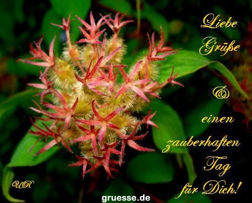 Grusskarten von gruesse.de
