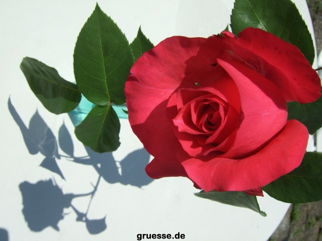 Grusskarten von gruesse.de