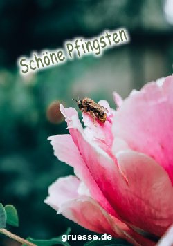 grusskarte-festtage-pfingsten_004