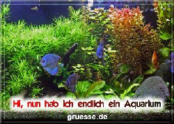 grusskarte-diverses-aquarianer-b_007